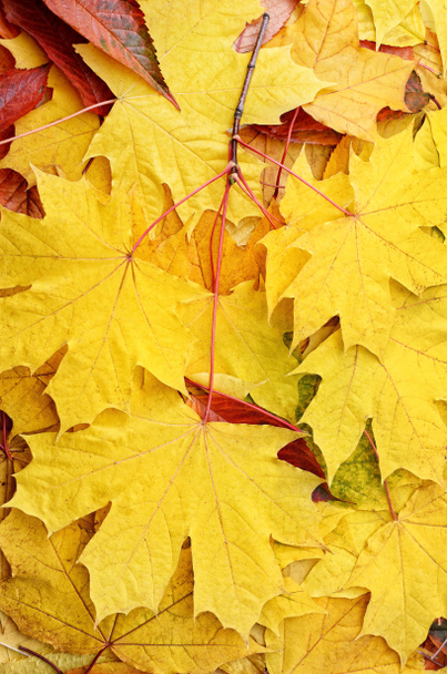 Yellowed maple leaves in the autumn forest close up. - Foto, afbeelding