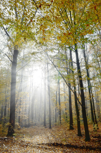 Промені сонця серед дерев в осінньому лісі
. - Фото, зображення