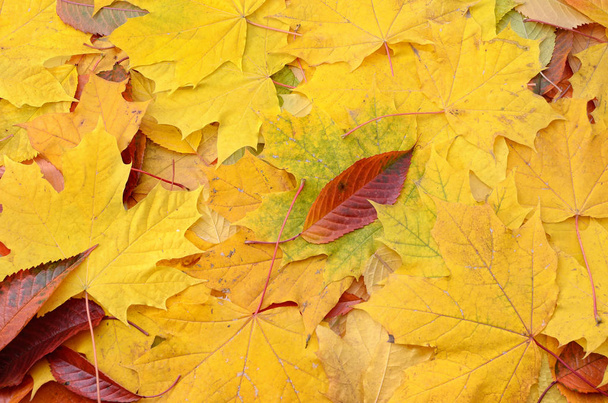 Yellowed maple leaves in the autumn forest close up. - Photo, Image