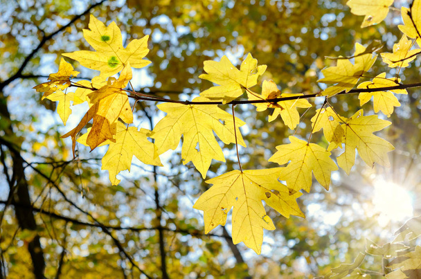 Rays of sun among trees in the autumn forest. - Fotoğraf, Görsel