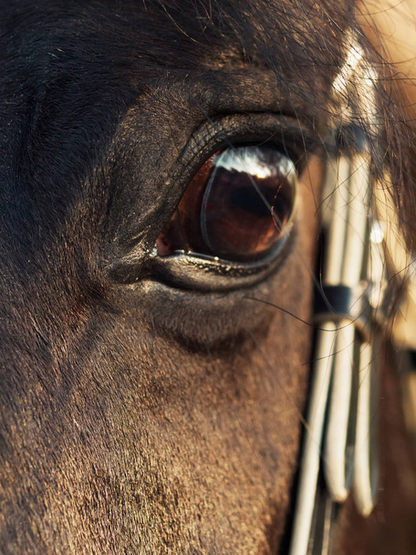 beautiful eye of  black stallion. close  up - Zdjęcie, obraz