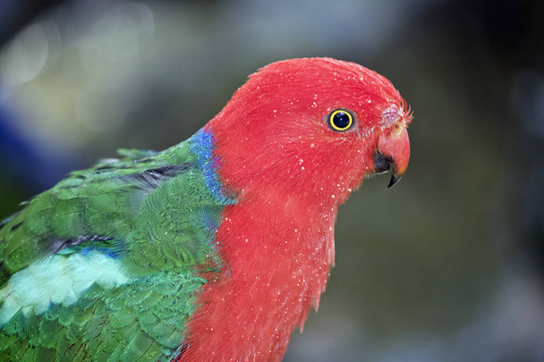 Ez egy közeli fel egy ausztrál király papagáj - Fotó, kép