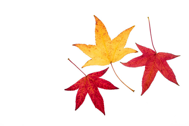 set van drie bladeren van de boom van de Japanse esdoorn in herfstkleuren - Foto, afbeelding