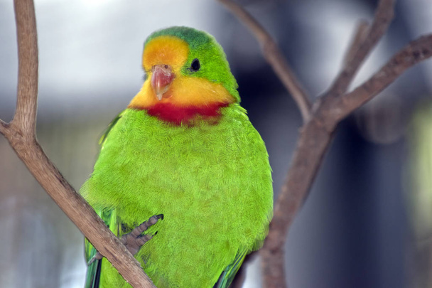 questo è un primo piano di un superbo pappagallo maschio
 - Foto, immagini