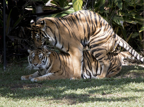 los tigres se están apareando en la hierba
 - Foto, imagen