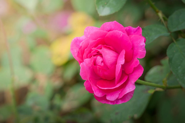 Rosas en el jardín, Rosas son hermosas con un hermoso día soleado. - Foto, imagen