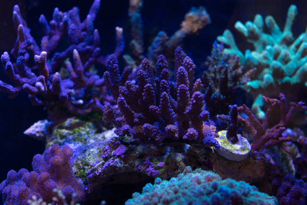 Scenic view of Acropora hard coral in aquarium  - Foto, immagini