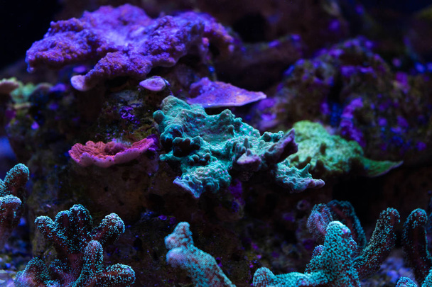 Scenic view of montipora coral in dark water in aquarium - Valokuva, kuva