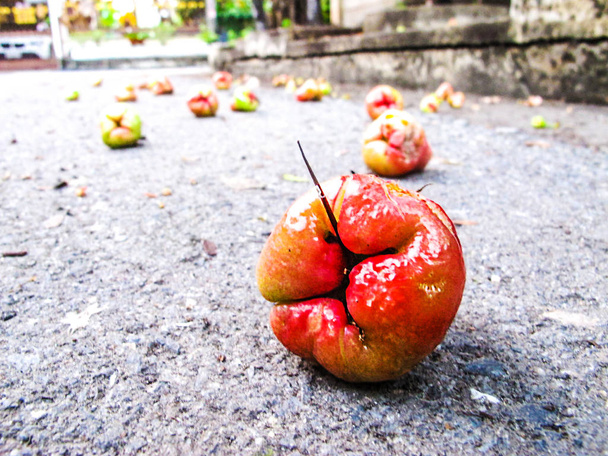 Close Up Rose mele fellten sul pavimento
 - Foto, immagini
