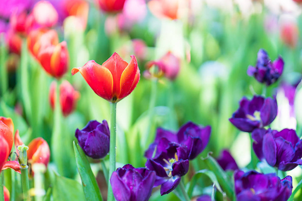 クローズ アップ花の庭に咲く赤や紫のチューリップ - 写真・画像
