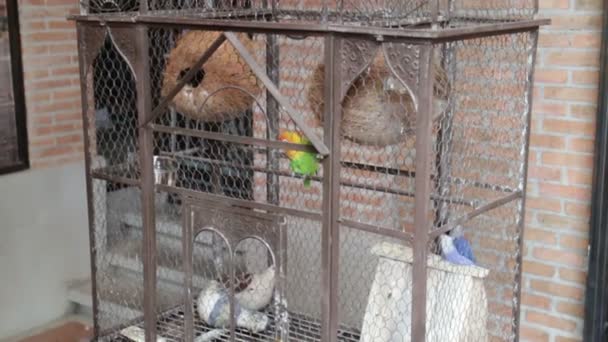 Budgerigar pet in the bird cage, stock footage - Footage, Video