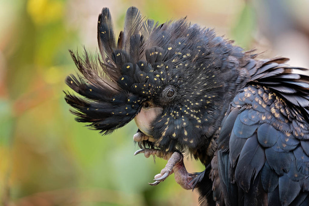 Lähikuva musta kakadu vastaan värikäs tausta
 - Valokuva, kuva