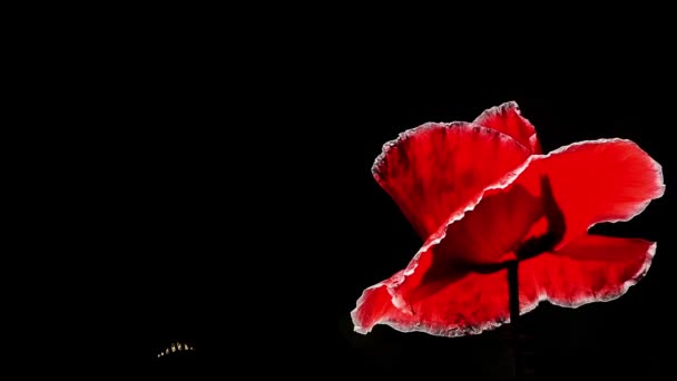 The dominant red.Night shooting of colors.Red poppy in the moonlight.Contrasting, red color on a black background.Flowers in the moonlight.Poppies in the moonlight.Close-up of poppies on a sunny day.Poppy flowers moving in the wind. - Footage, Video