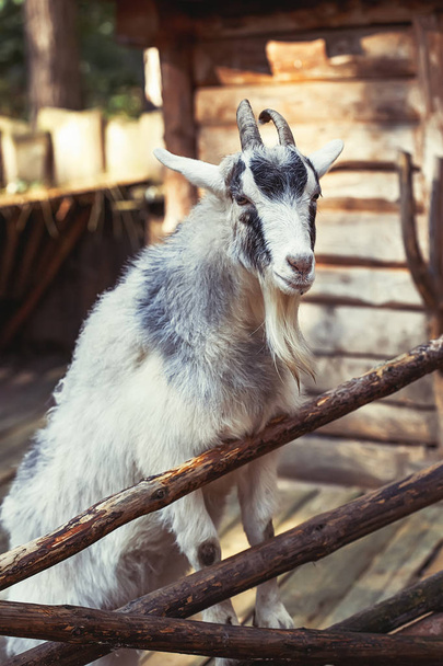 Portrait of domestic goat on farm, wooden background, closeup - Zdjęcie, obraz