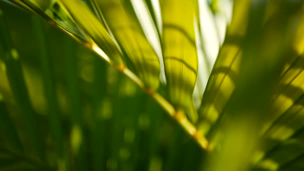 Hoja de palma verde tropical desenfoque con luz solar, fondo natural abstracto con bokeh. Follaje exuberante desenfocado
 - Metraje, vídeo