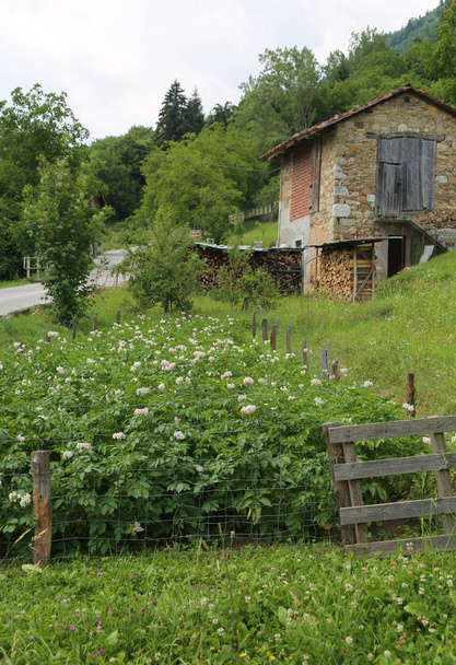 burgonya, virágos növények és egy régi hegyvidéki istállóban tart, Észak-Olaszország - Fotó, kép