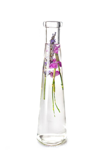 plant in test tube in front of white background - Foto, afbeelding