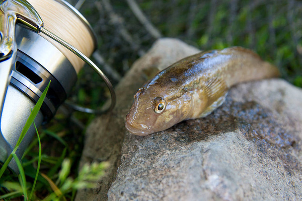 Freshwater bullhead fish or round goby fish known as Neogobius melanostomus and Neogobius fluviatilis pallasi just taken from the water. Close up view of raw bullhead fish called goby fish on grey stone background and fishing rod with reel on natural - Photo, Image