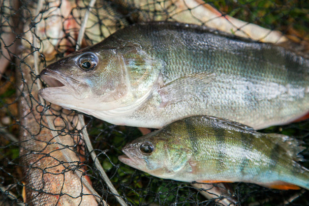 Close up view of freshwater perches. Fishing concept, good catch - two freshwater perch fish just taken from the water on natural background - Photo, Image