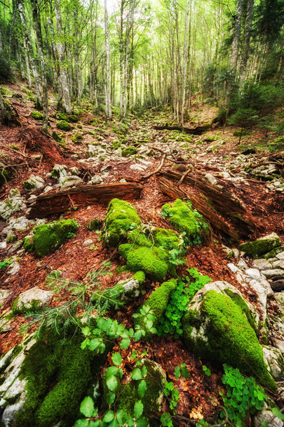 Hiking trail deep in the forest  - Fotoğraf, Görsel