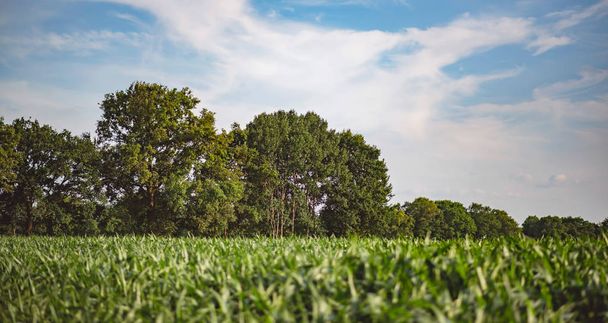 Corn field with trees under blue cloudy sky. - Zdjęcie, obraz