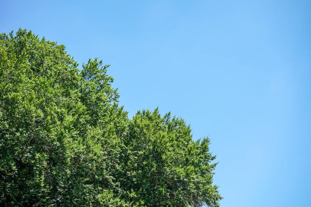 árbol grande con hojas verdes y cielo azul claro
 - Foto, Imagen