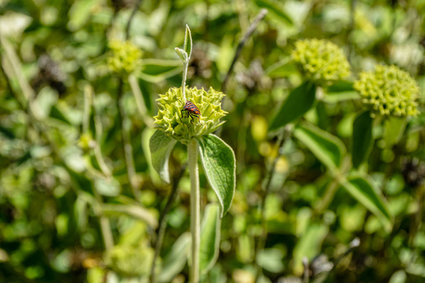 kukkiva kasvi tunnetaan jerusalem salvia, phlomis fruticosa
 - Valokuva, kuva