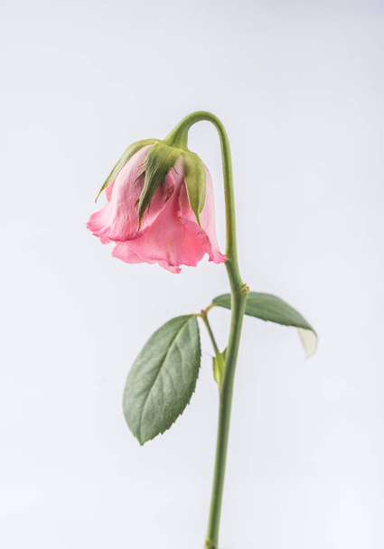 withered beautiful pink rose isolated on white background - Fotó, kép