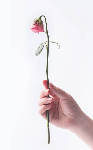 withered beautiful pink rose hold by young girl's hand isolated on white background - Foto, afbeelding