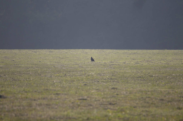 Samotny myszołów siedzi w rannej mgle na mgliste łąka przed krawędzi ciemnego lasu - Zdjęcie, obraz