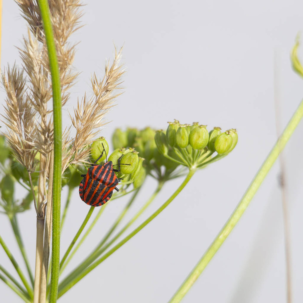 A red striped black bug sits on the umbels of a parsnip - Photo, Image
