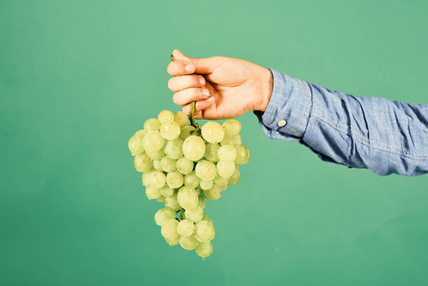 Viticulture and gardening concept. Male hand holds bunch of green grapes isolated on green - Foto, Imagem
