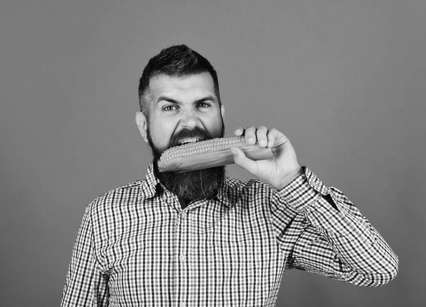 Farming and autumn crops concept. Man with beard bites corn cob isolated on green background - Φωτογραφία, εικόνα