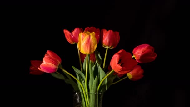 Červené a žluté tulipány zblízka na černém povrchu. 4 k Ultrahd videa časosběrným, 50fps - Záběry, video