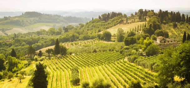 Kaunis Toscana maisema, jossa on paljon viinitarhoja ympäri maata
 - Valokuva, kuva