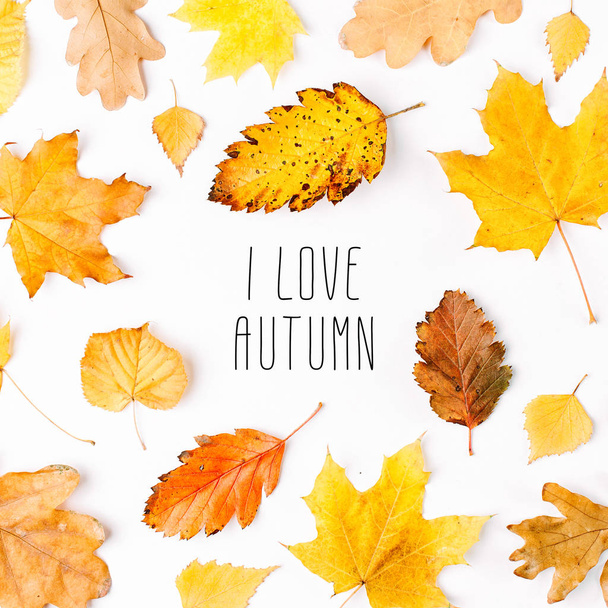 Autumn composition. Pattern made of autumn  leaves and handwritten inscription - Foto, immagini