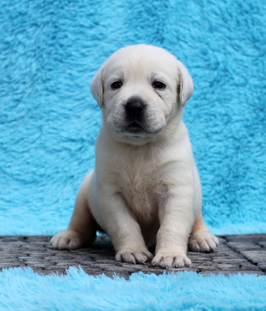 kleine gele labrador puppy zittend op blauwe achtergrond - Foto, afbeelding