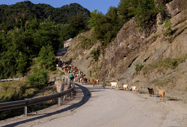 Κατσίκες με ένα βοσκό στο οδόστρωμα στα βουνά σε ένα καλοκαίρι, ηλιόλουστη μέρα (Ελλάδα, βουνά της Πίνδου, περιοχή Τζουμέρκων) - Φωτογραφία, εικόνα