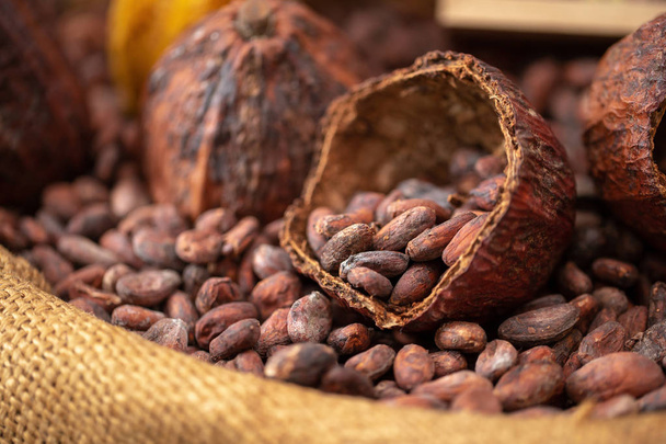 Kakaobohnen und Kakaoschote, die in einen Kleckssack gefüllt werden. - Foto, Bild
