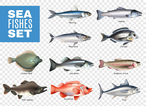 Sea Fishes Transparent Set - Вектор, зображення
