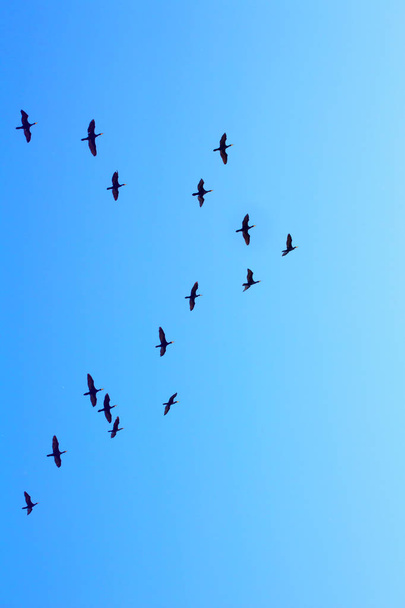 troupeau de canards sauvages volant sur le ciel bleu
 - Photo, image
