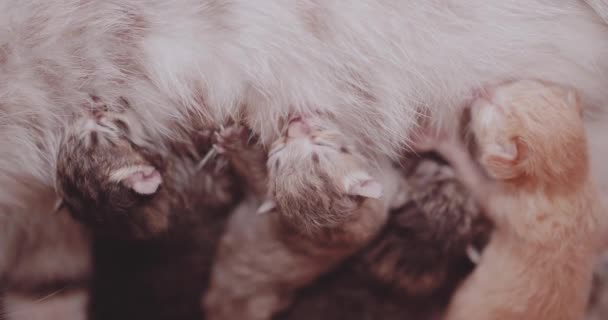 Closeup mãe gato alimentando seu recém-nascido quatro gatinhos bonitos
 - Filmagem, Vídeo