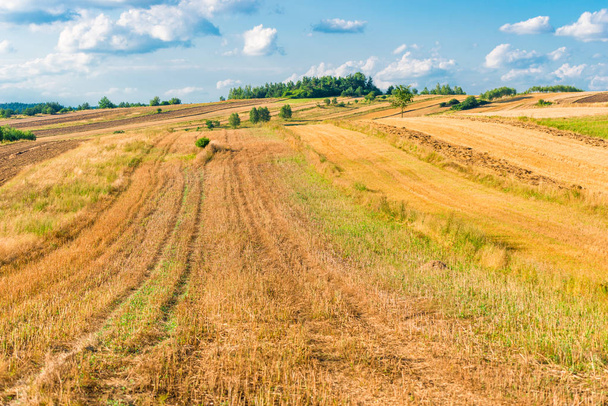 желтое пустое поле в конце лета после уборки, пейзаж
 - Фото, изображение
