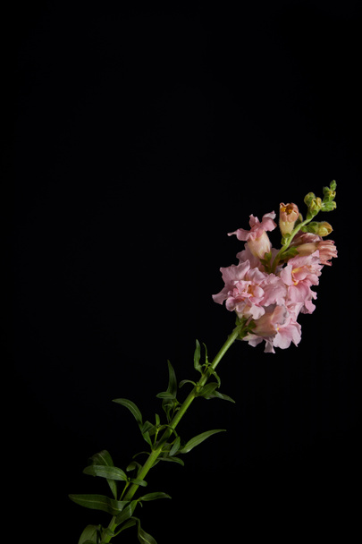 beautiful pink flowers with buds on green stem with leaves isolated on black    - Foto, Imagen