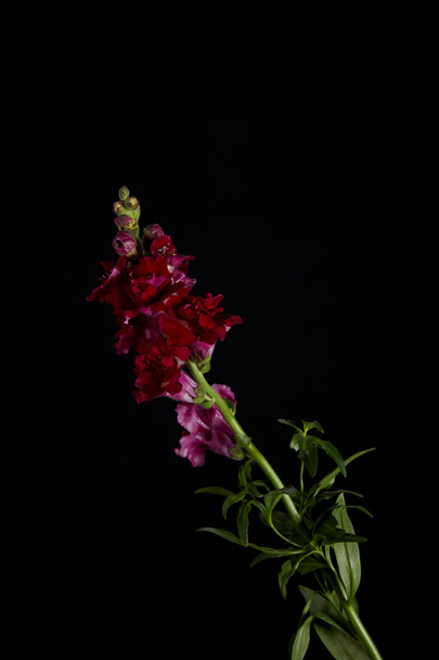 beautiful maroon flowers on green stem with leaves isolated on black  - Photo, Image