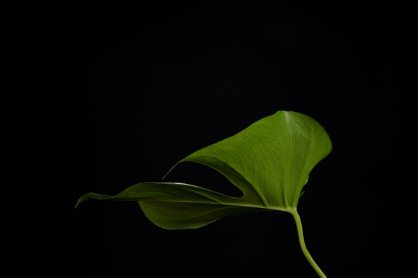 close-up view of beautiful fresh green leaf isolated on black background   - Φωτογραφία, εικόνα