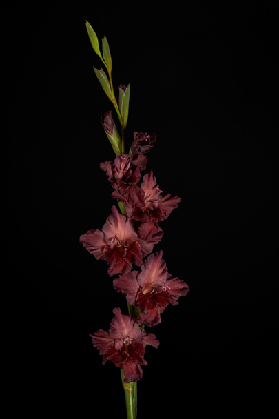 beautiful blooming maroon gladiolus with buds isolated on black - Photo, Image