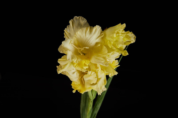 крупным планом вид красивых желтых цветков гладиолуса, изолированных на черном
  - Фото, изображение