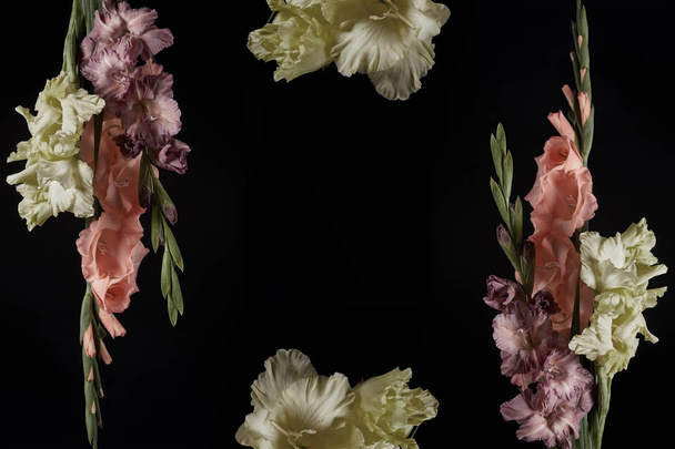 belas flores gladioli concurso com botões isolados no fundo preto
 - Foto, Imagem