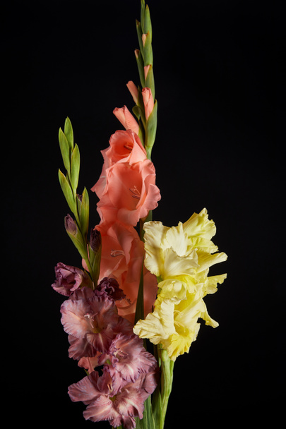 zbliżenie piękne mieczyki różowe, żółte i fioletowe kwiaty na białym na czarnym tle  - Zdjęcie, obraz